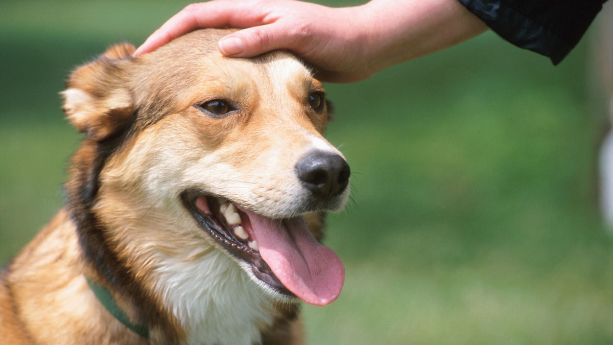Ursachen für Stress bei Hund