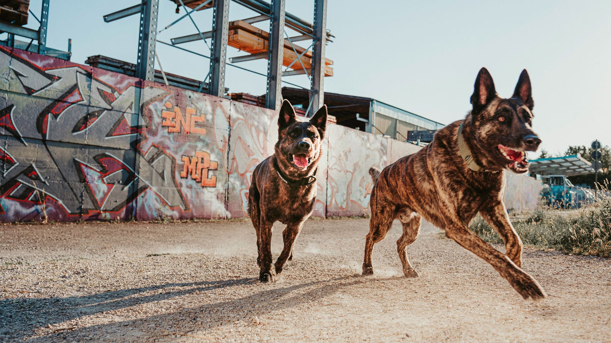 Stress beim Hund, wie viel Ruhe benötigt mein Hund?