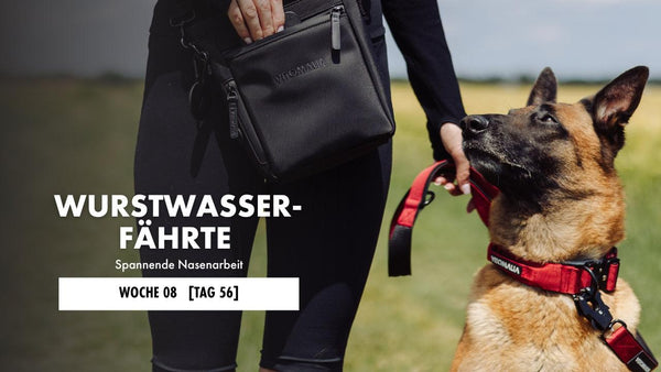 Schäferhund sitzt und schaut seinen Hundehalter an