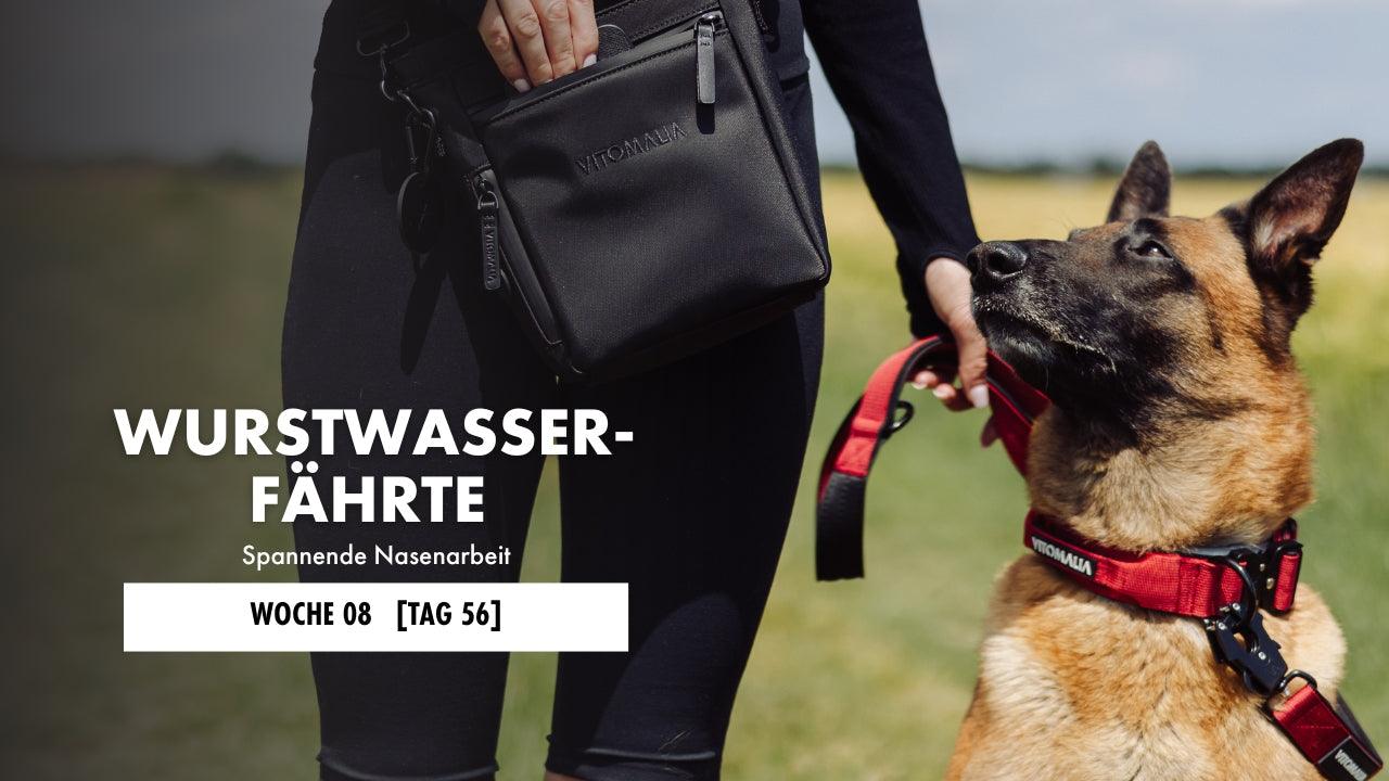 Schäferhund sitzt und schaut seinen Hundehalter an