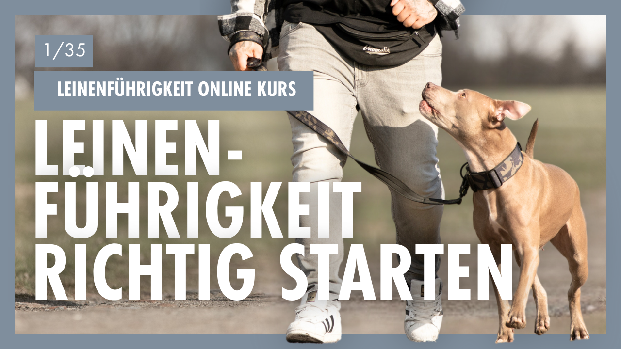 wie befriedige ich mein hund Verstehen und Erfüllen: Die Wesentlichen Bedürfnisse vom Hund – Vitomalia
