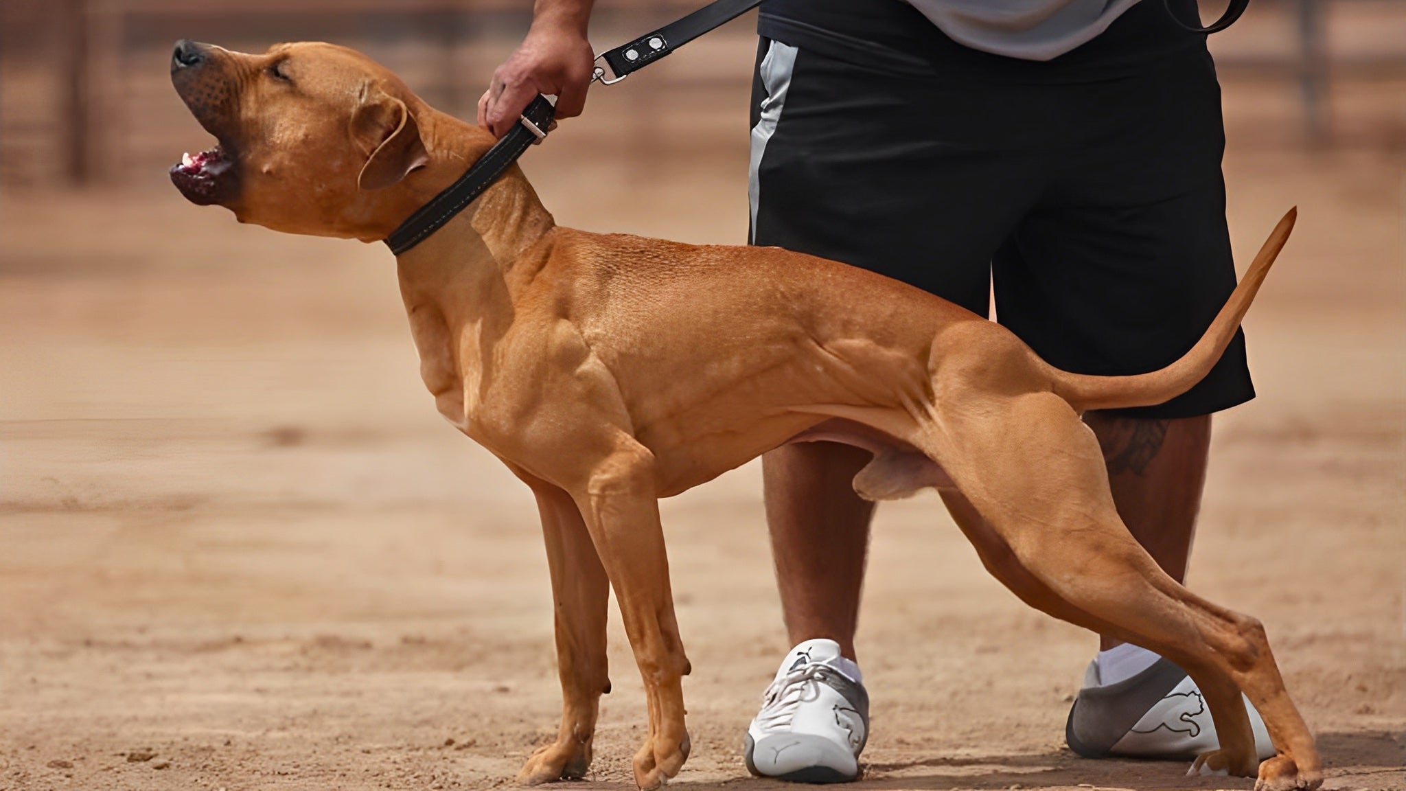 Adba fashion pitbull terrier