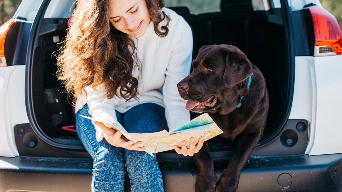 Lange Autofahrt mit Hund – 7 Tipps für stressfreies Reisen