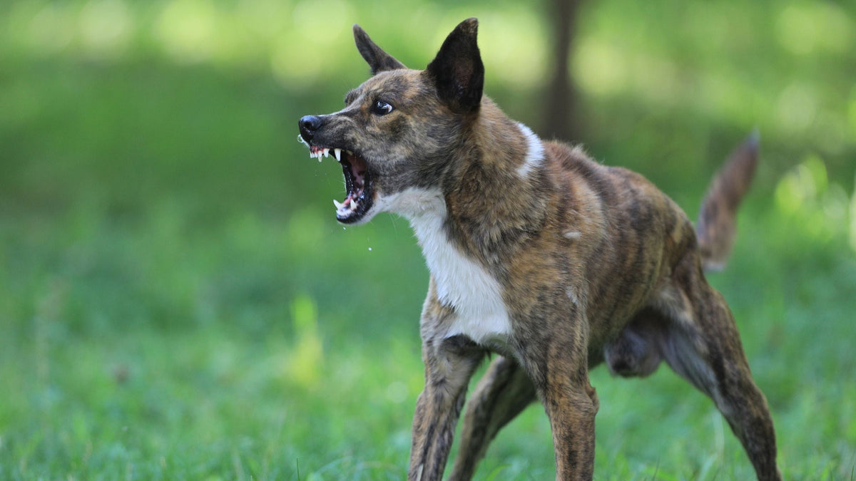 Aggresion beim Hund