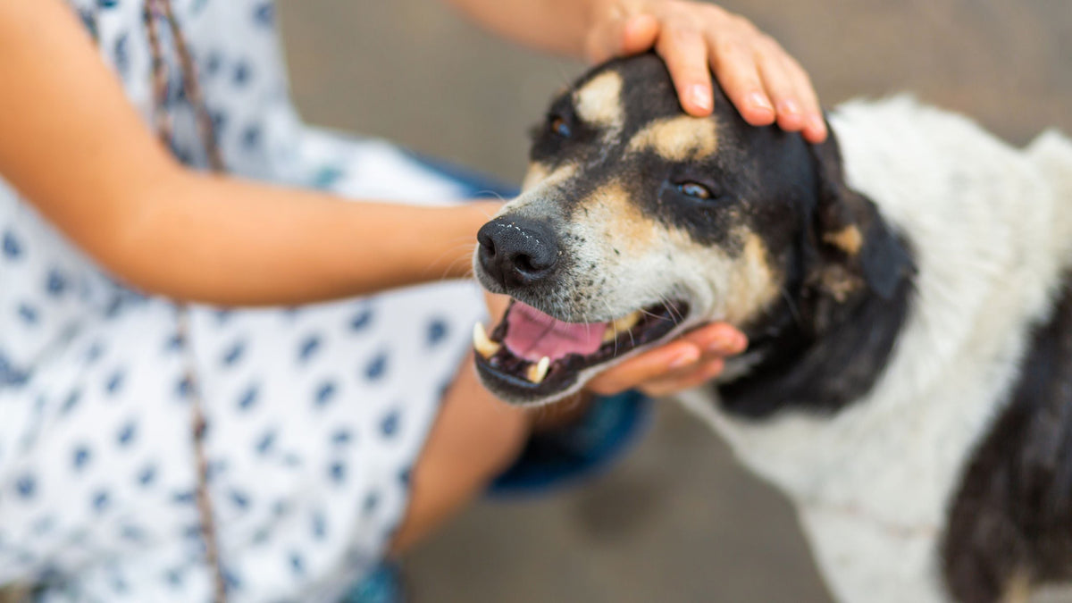 Ungewollte Berührung beim Hund