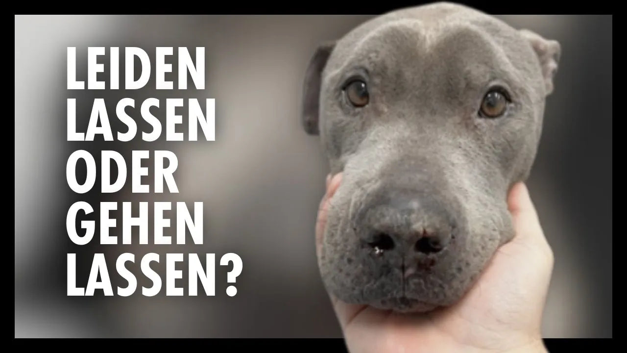 Seelenhund Amstaff Vito