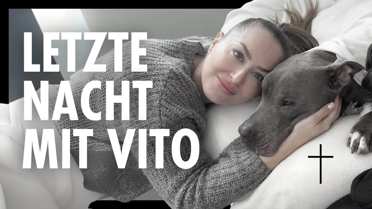 Seelenhund Amstaff Vito