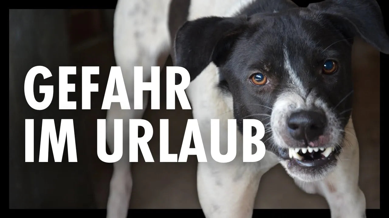 Seelenhund Amstaff Vito