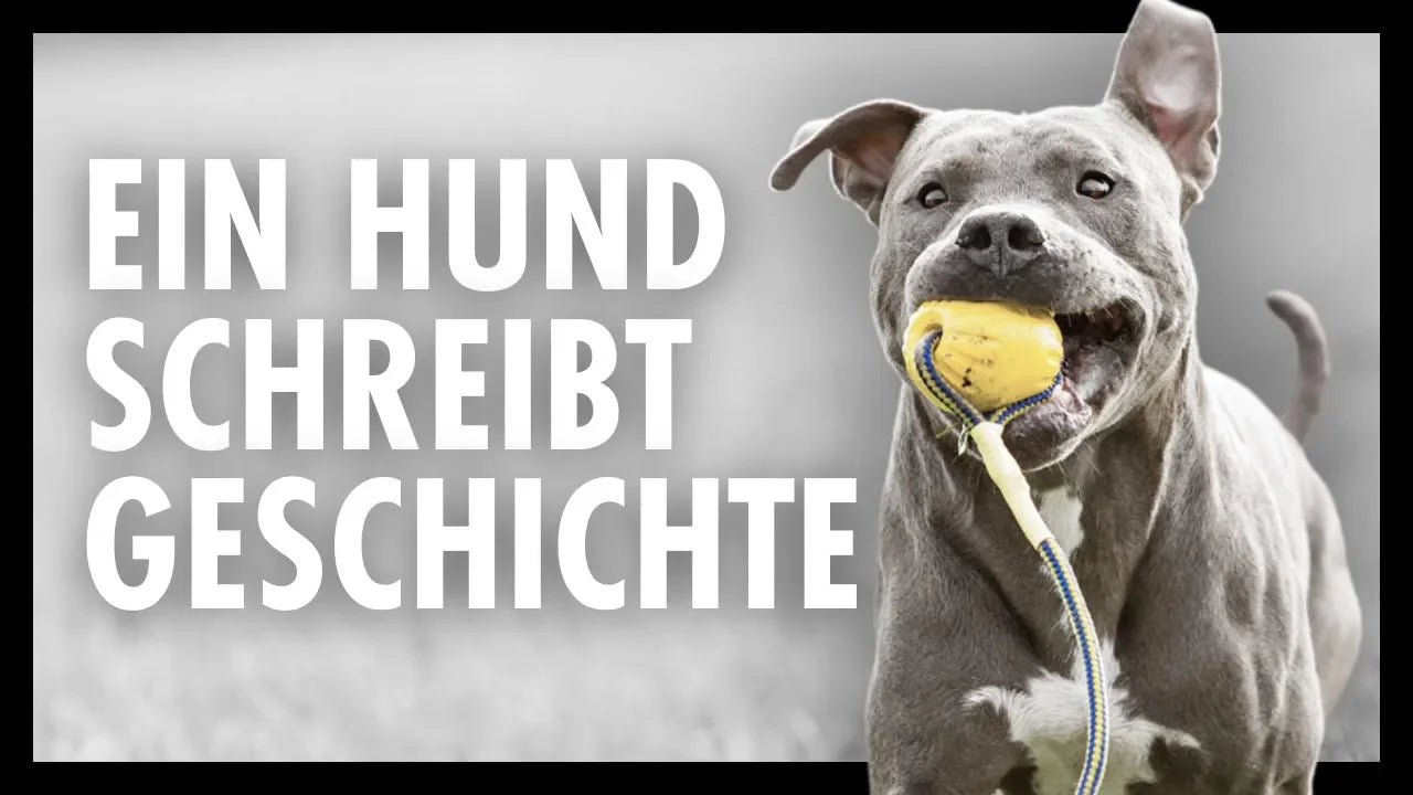 Seelenhund Amstaff Vito