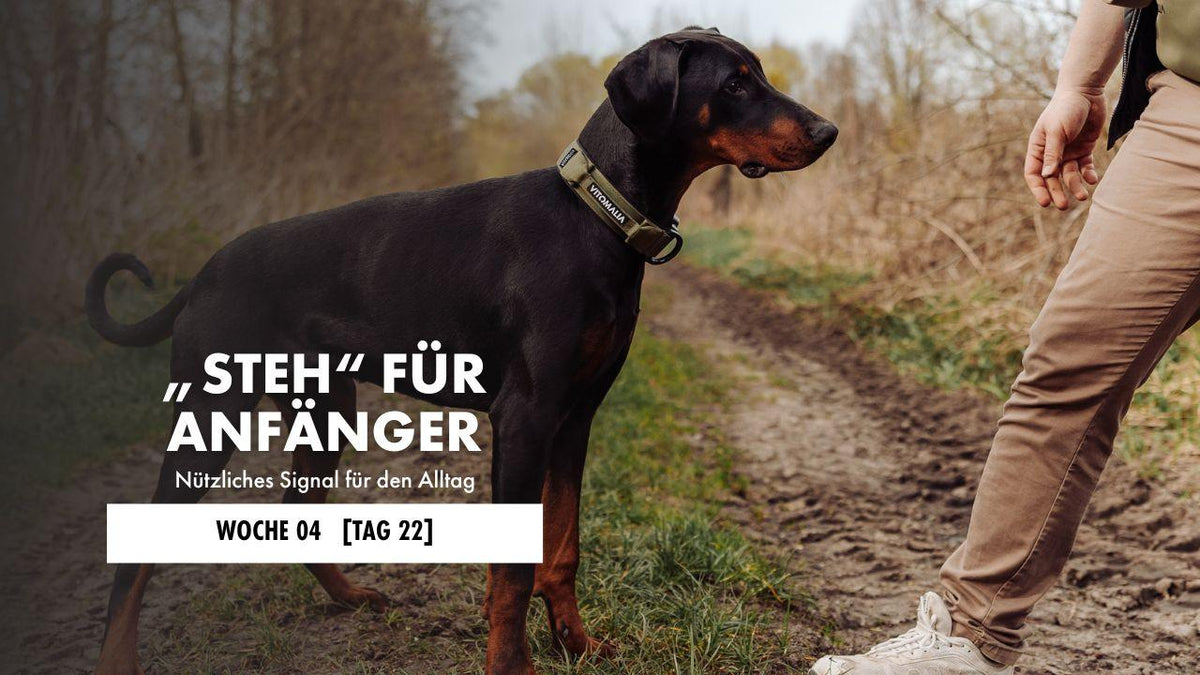 Hund liegt auf der Decke