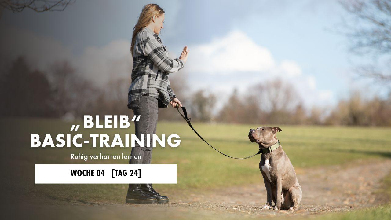 Hund liegt auf der Decke