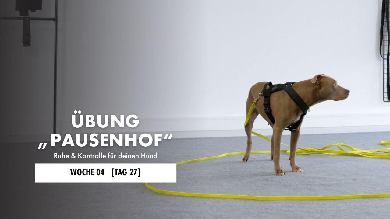 Hund liegt auf der Decke