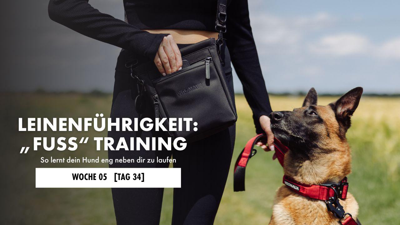 Schäferhund läuft neben Frau her und guckt sie dabei an