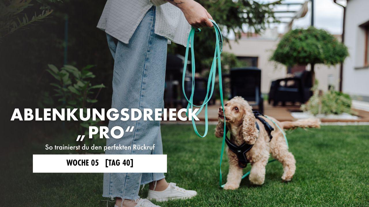 Cockerspaniel an der Schleppleine geht auf seinen Menschen zu