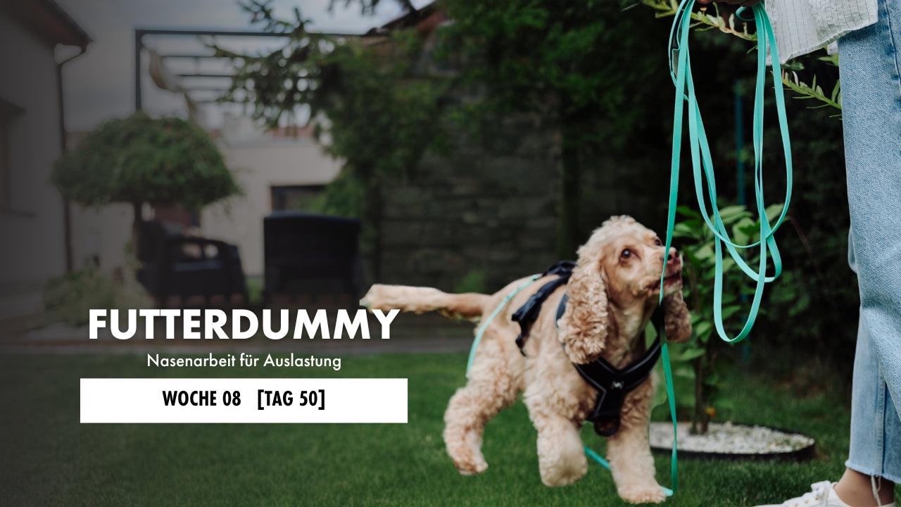 Cockerspaniel läuft an Geschirr und mit Schleppleine im Graf und guckt seinen Hundehalter an