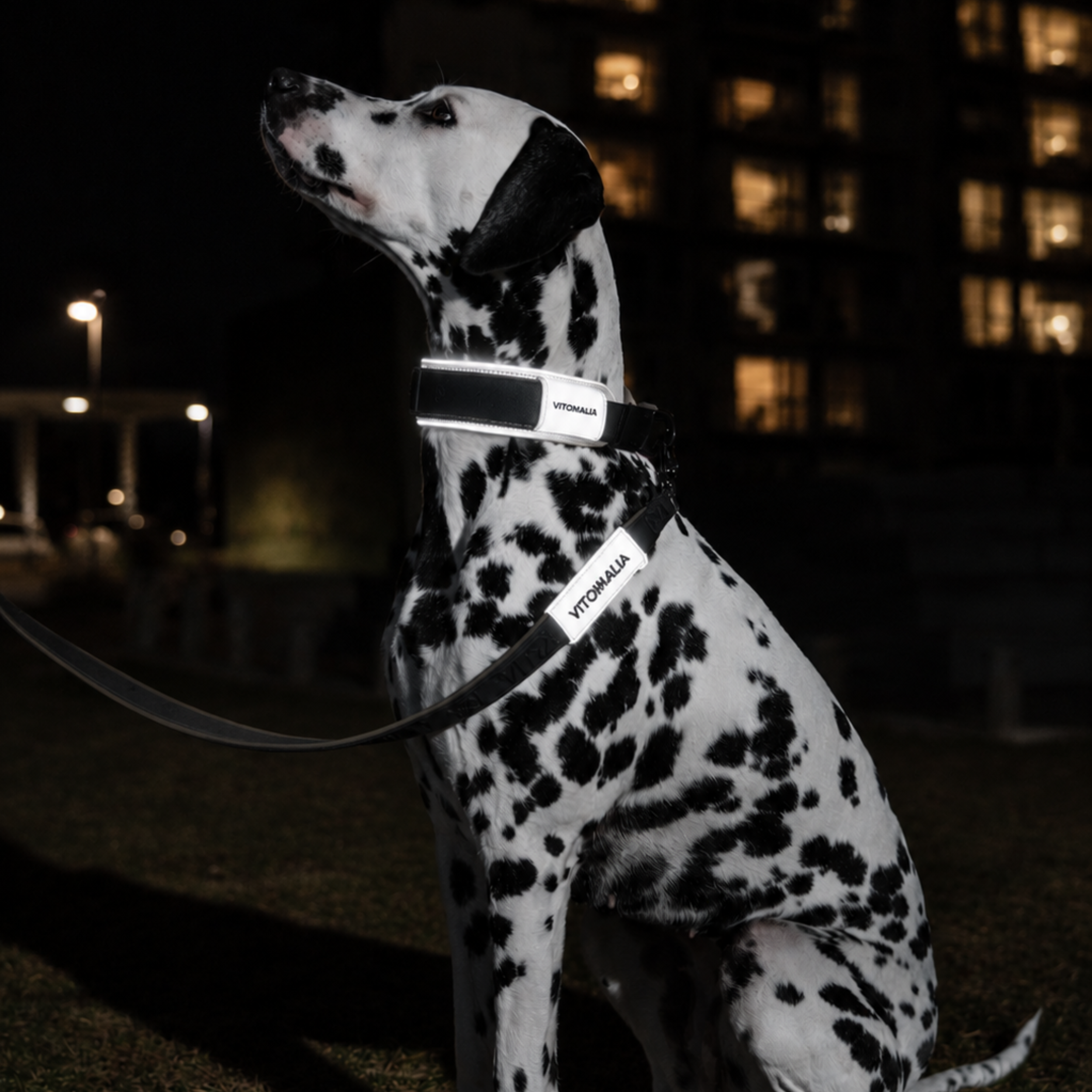 Reflective Dog Collar, khaki