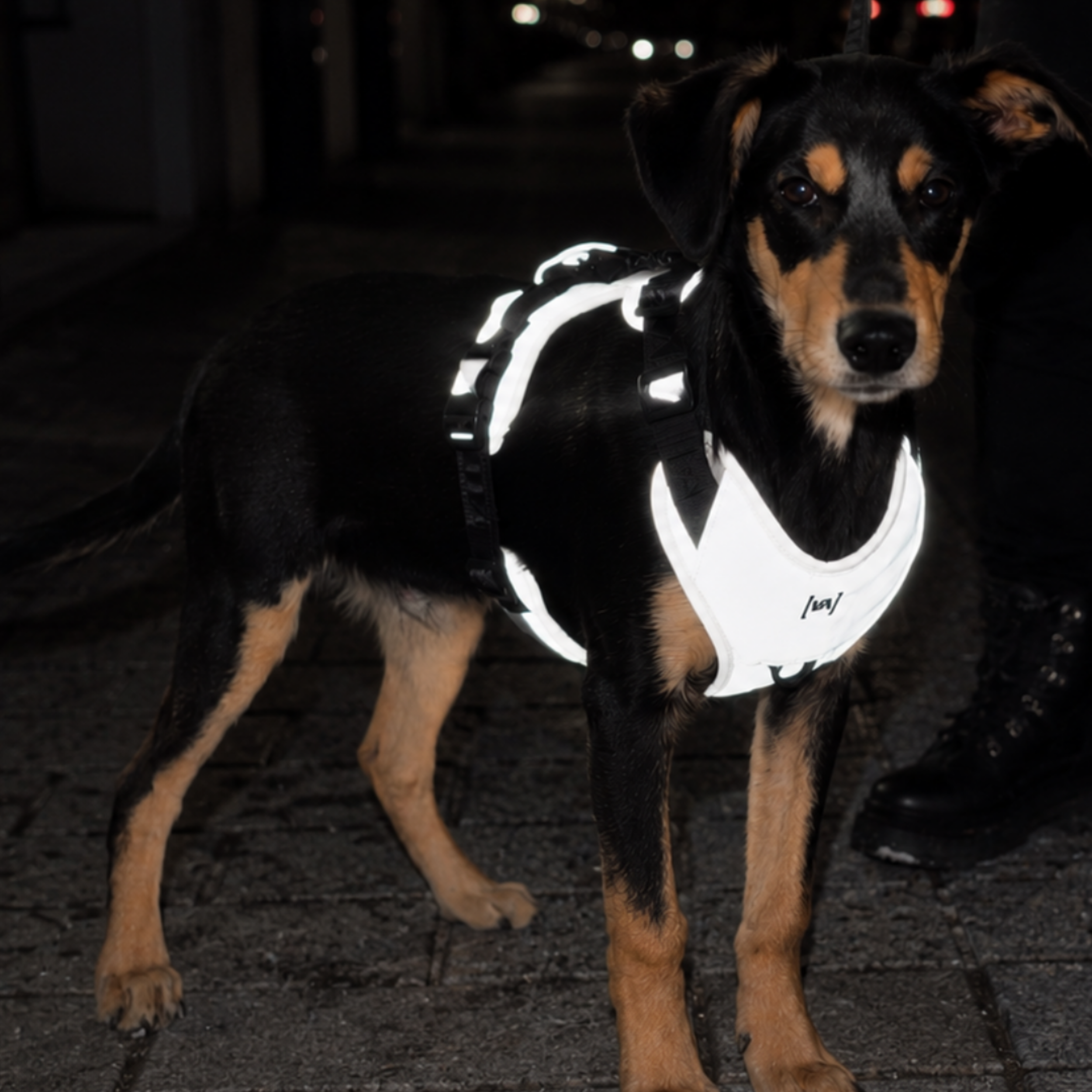 Reflective Y-Harness Anthracite