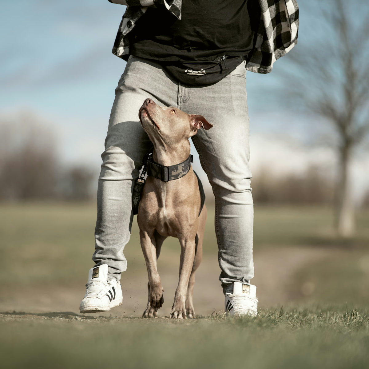 loose leash walking