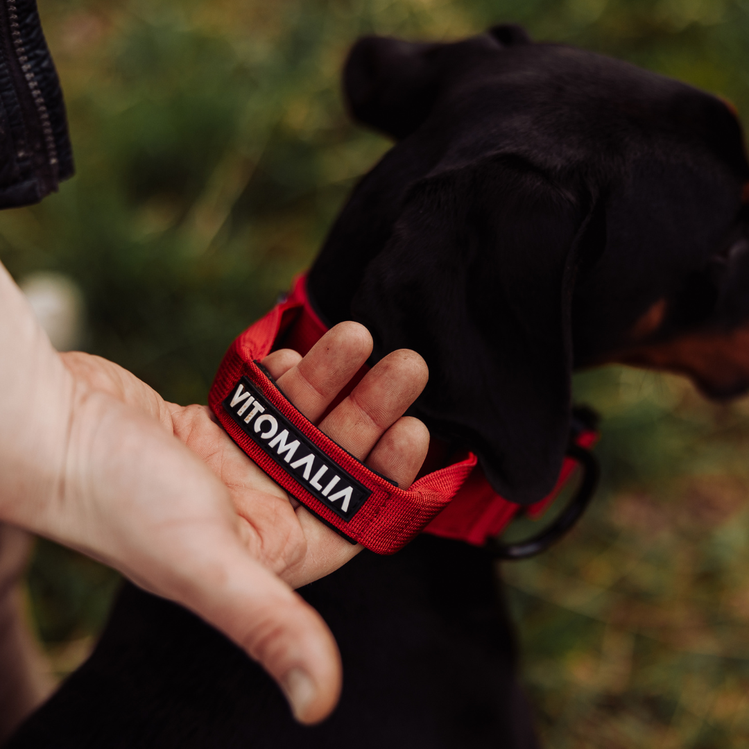 Robustes Hundehalsband mit Sicherheitsverschluss & Magnet-Handgriff – Bordeaux