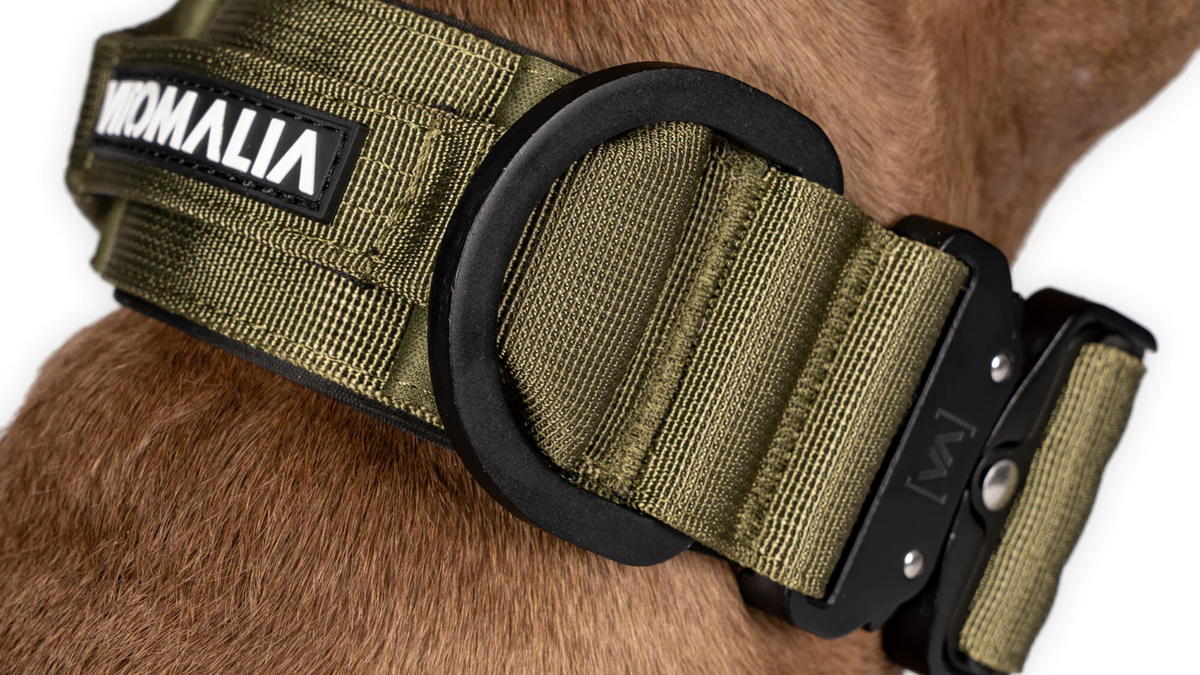 Vitomalia Extreme Edition khaki – Originalaufnahme Halsband am Hund