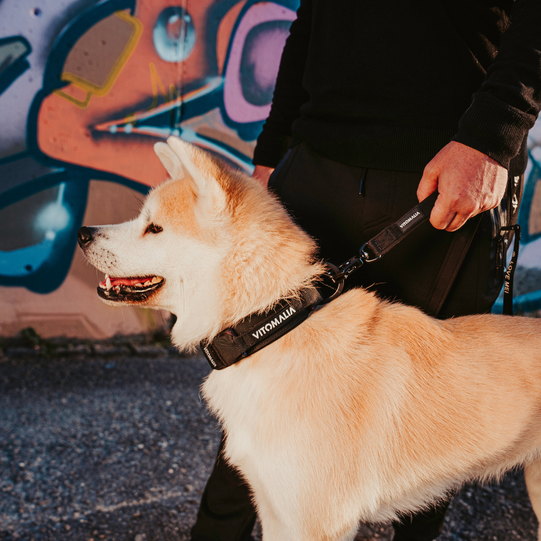 Robustes Hundehalsband mit Sicherheitsverschluss & Magnet-Handgriff – Schwarz