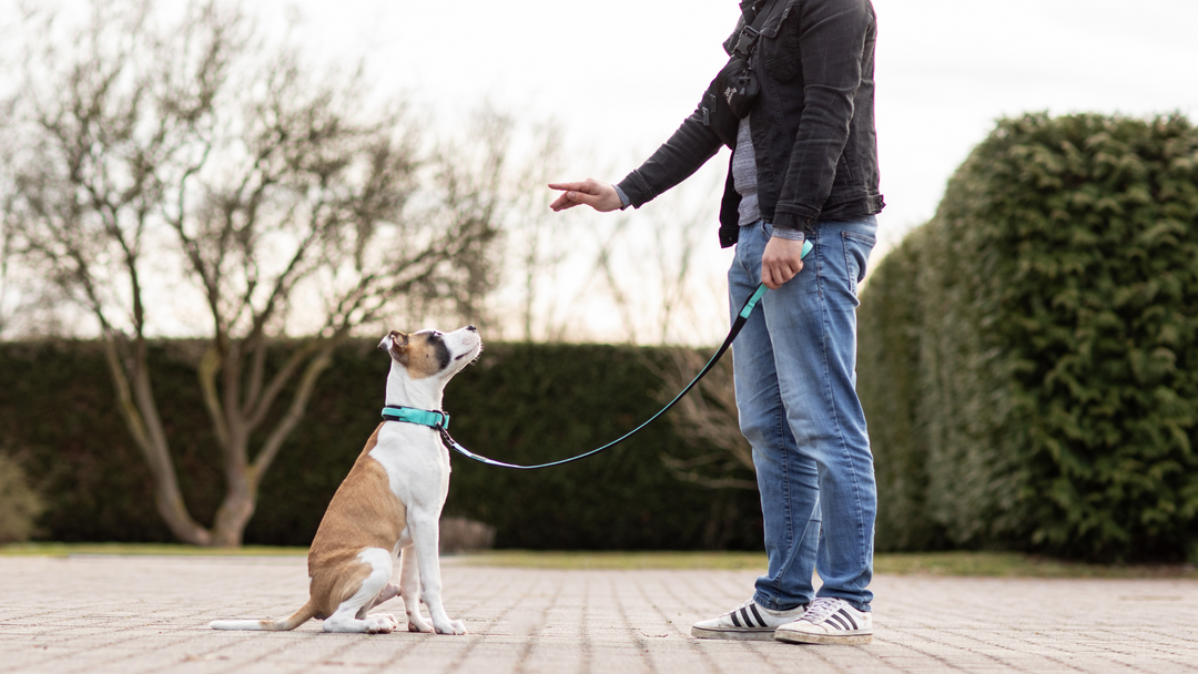 3 Trainings zur Impulskontrolle beim Hund [Anfänger]