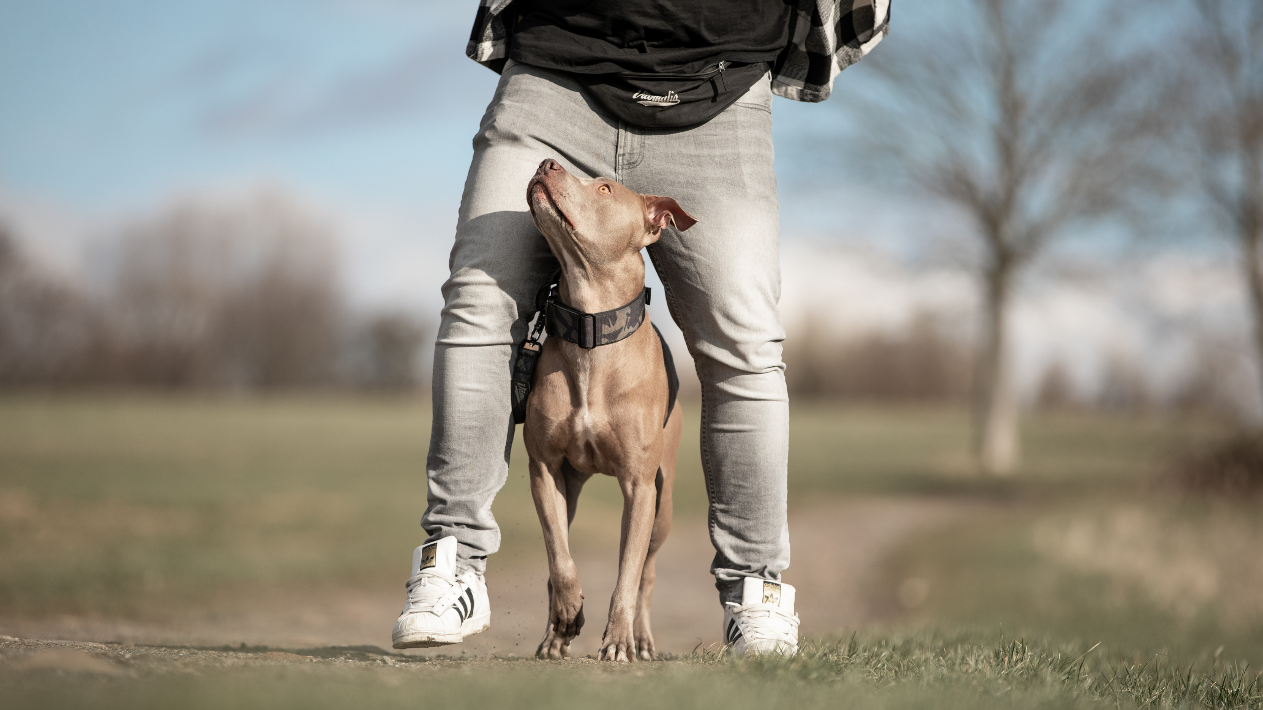 3 Trainings zur Impulskontrolle beim Hund [Profi]