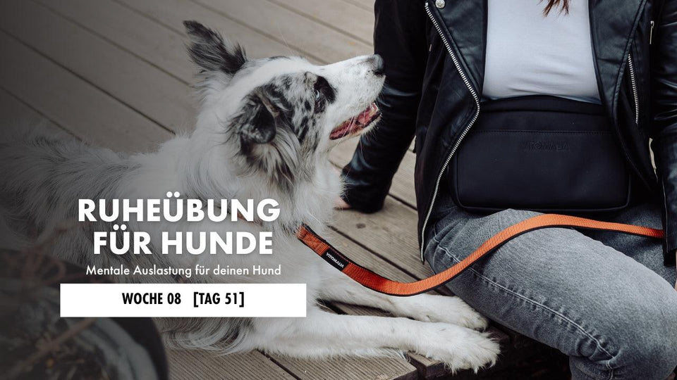 Australian Shepherd liegt neben Besitzerin und schaut sie an