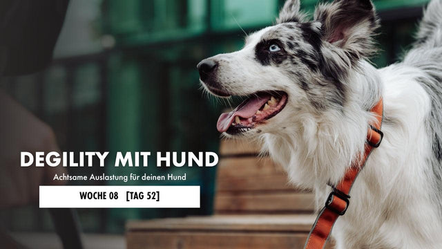 Australian Shepherd steht auf einer Parkbank