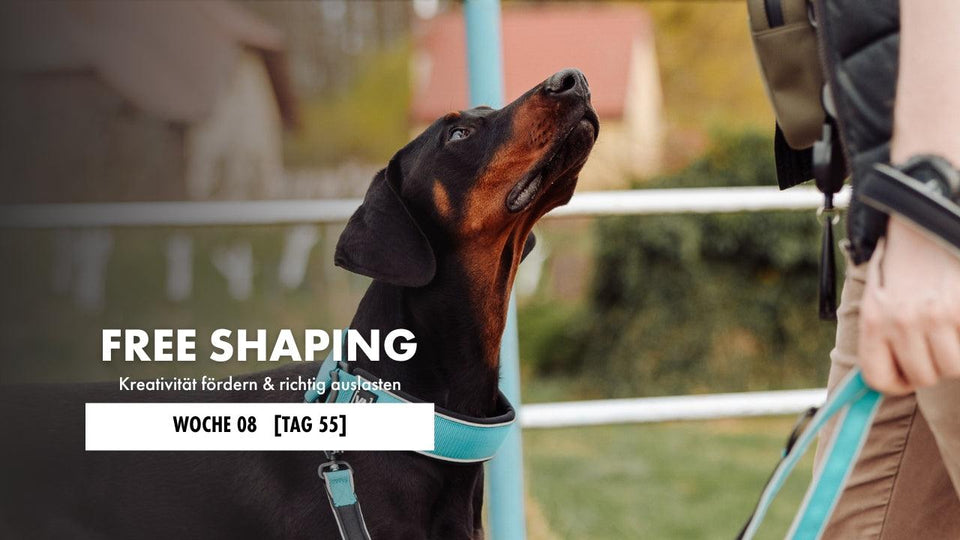 Dobermann schaut seinen Hundehalter an