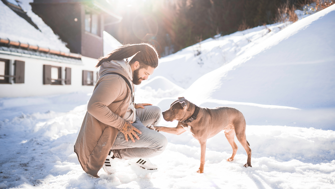 Hundepfoten im Winter: Tipps für gesunde Pfoten bei Salz und Streusplitter