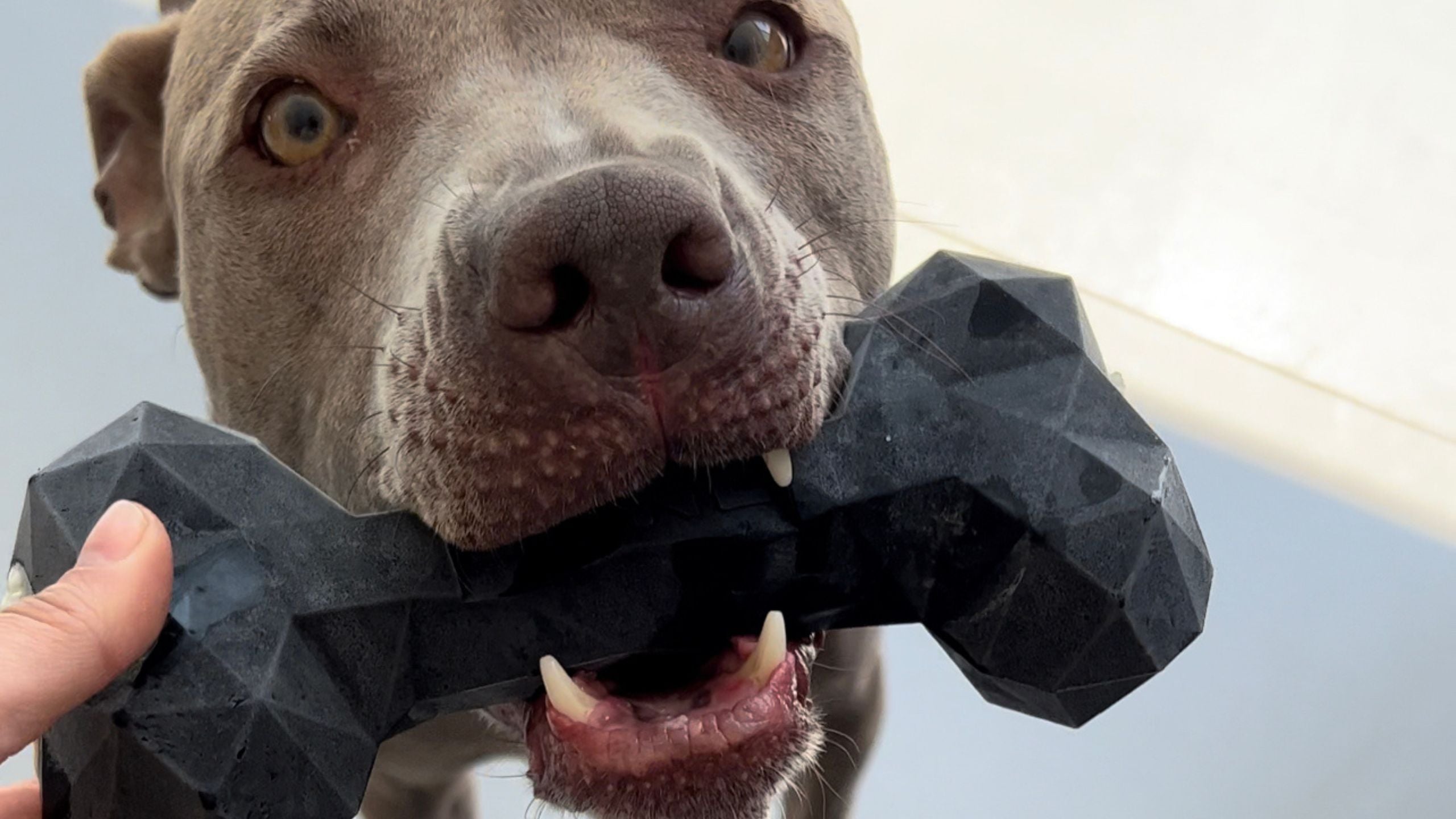 Sommererfrischung für deinen Hund: Hundeeis im Vitomalia Bone