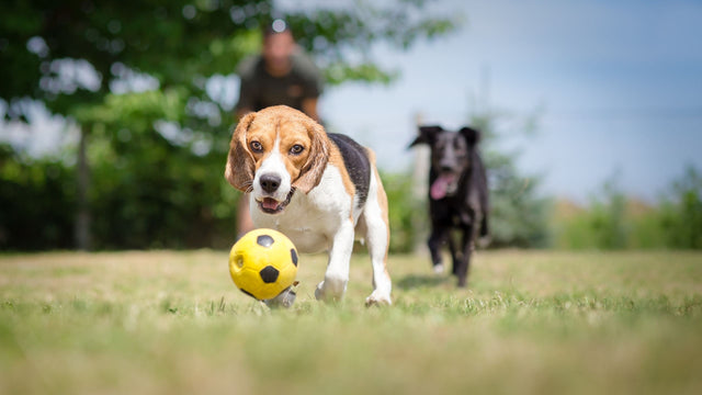 Stress beim Hund – was im Körper passiert (Teil 2)