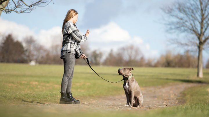 Dominanz beim Hund – Mythos oder Wahrheit?