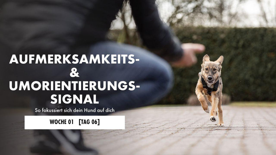 Hund liegt auf der Decke 