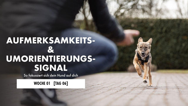 Hund liegt auf der Decke 