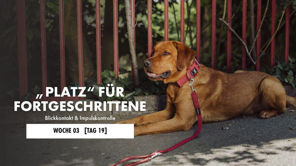 Hund liegt auf der Decke 