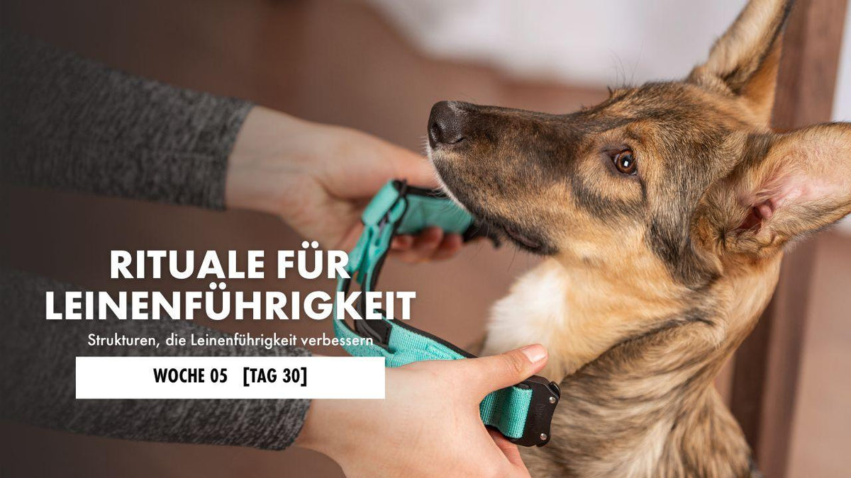Hund liegt auf der Decke 