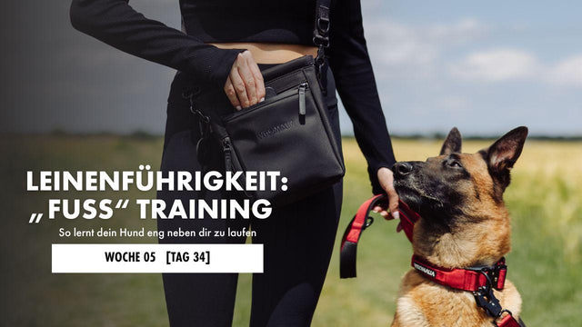 Schäferhund läuft neben Frau her und guckt sie dabei an
