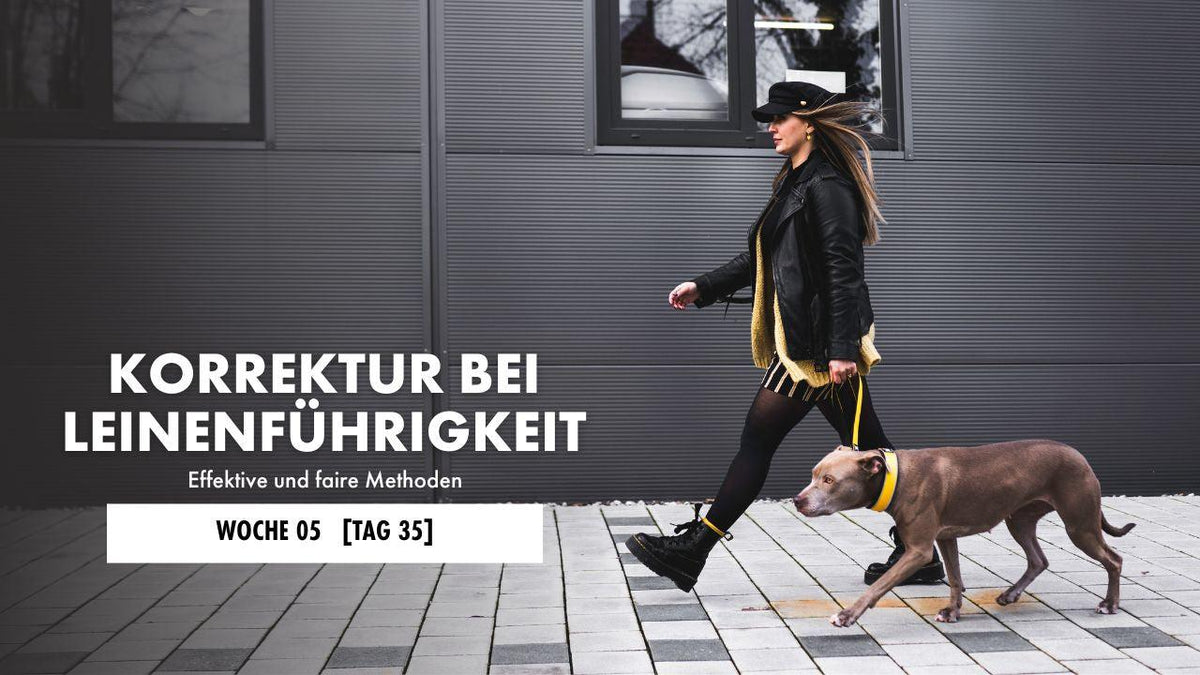 American Pitbull Terrier läuft neben Frau her