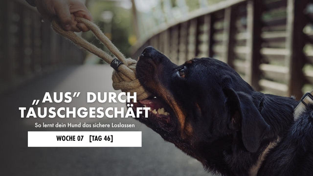 Rottweiler zerrt an einem Zerrspielzeug