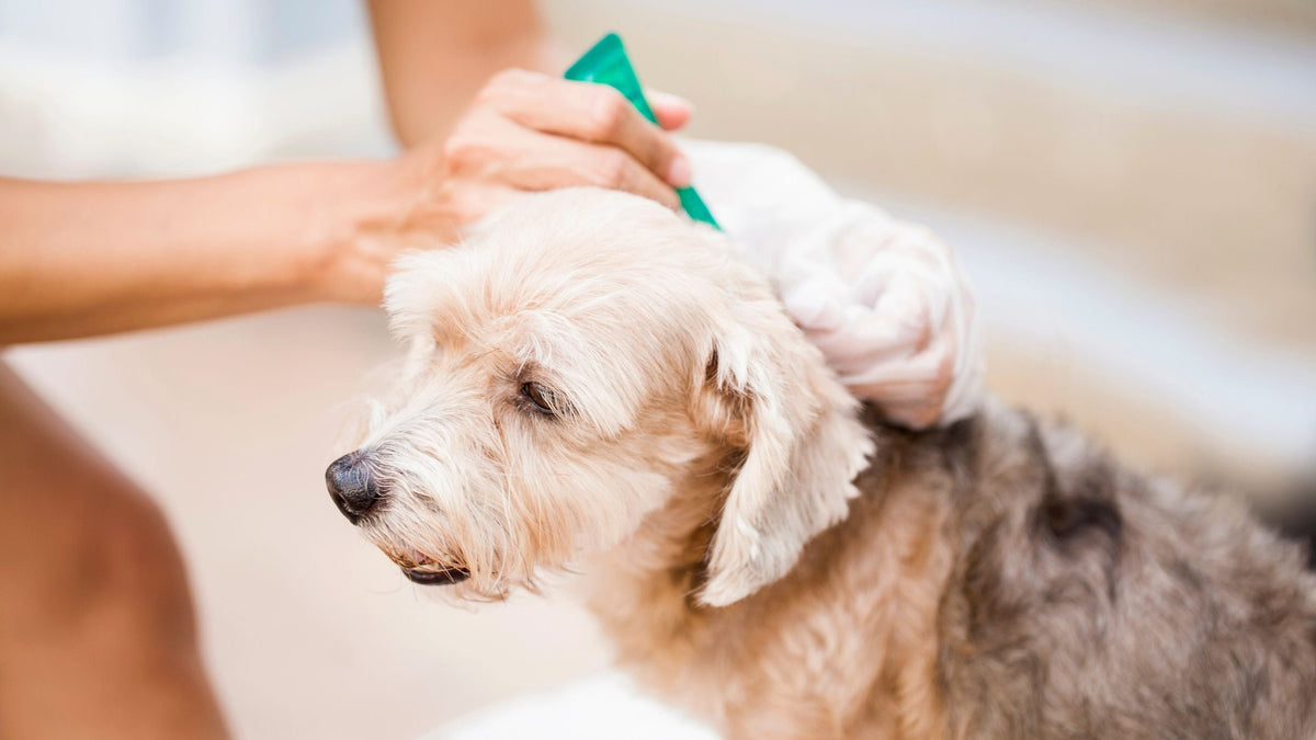 Chemischer Zeckenschutz beim Hund