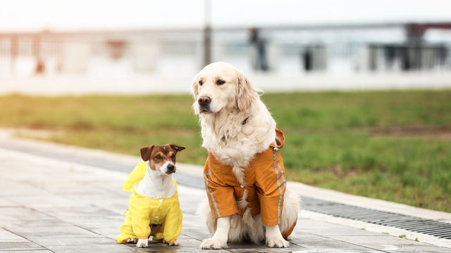 Zwei Hunde sitzen nebeneinander und tragen jeweils einen Hundemantel