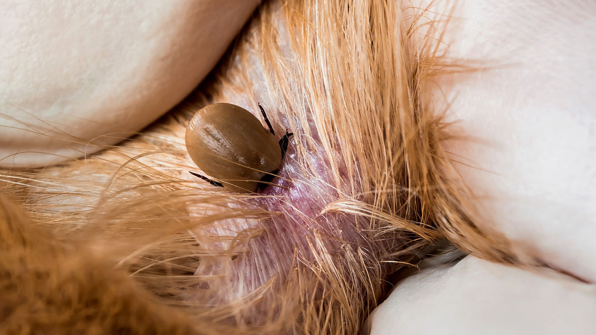Zeckenschutz beim Hund