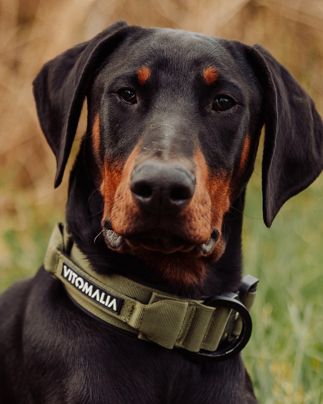 Extreme Edition Hundehalsband