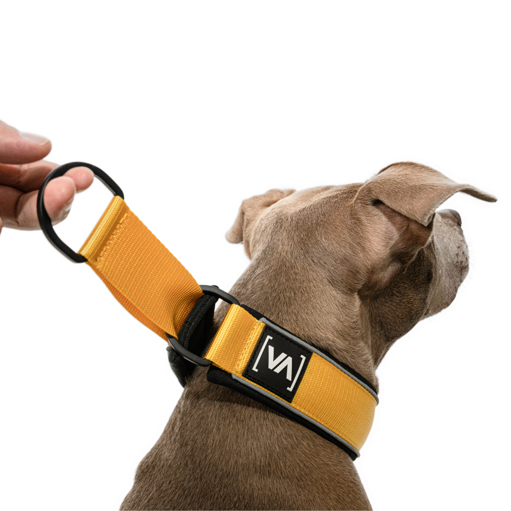 Luxus Hundehalsband aus Nappaleder 5 cm breit, Wunschfarbe