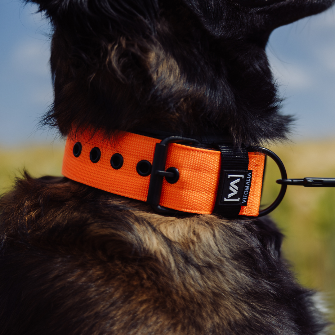 Klassisches Hundehalsband mit abstehender Innenfütterung - Nero Orange