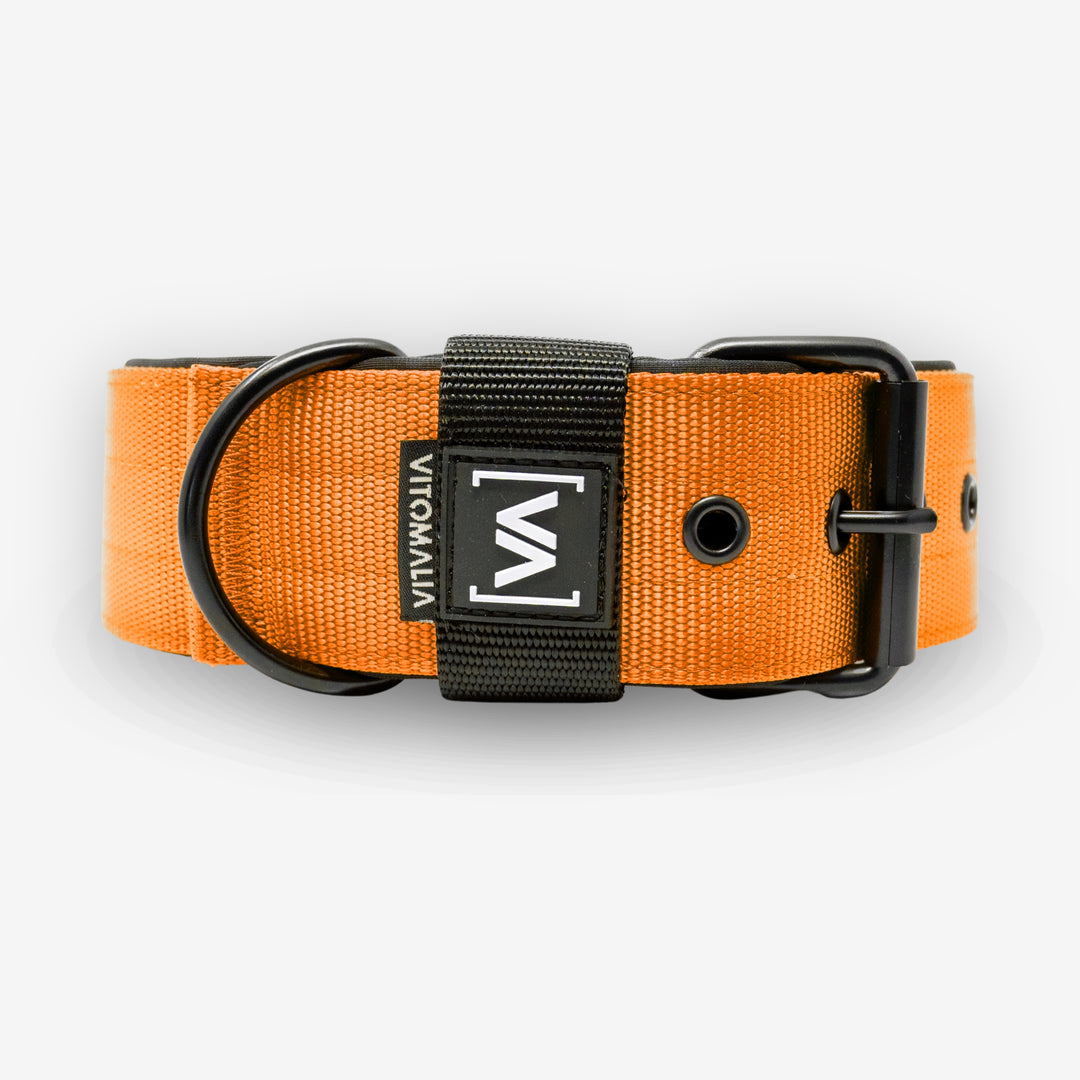 Collier pour chien classique avec doublure saillante - Nero Orange