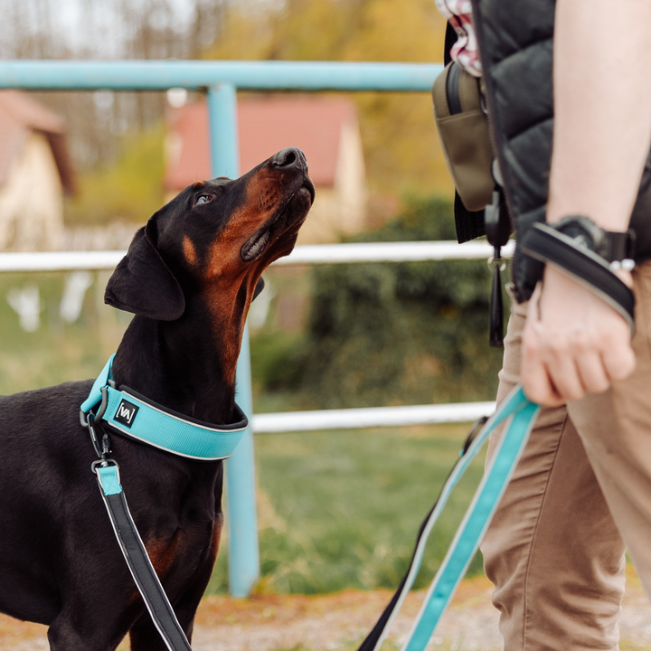 Leichte Hundeleine mit Reflextionsstreifen und Sicherheitskarabiner in Türkis: 3-fach verstellbar - Easy Go Edition