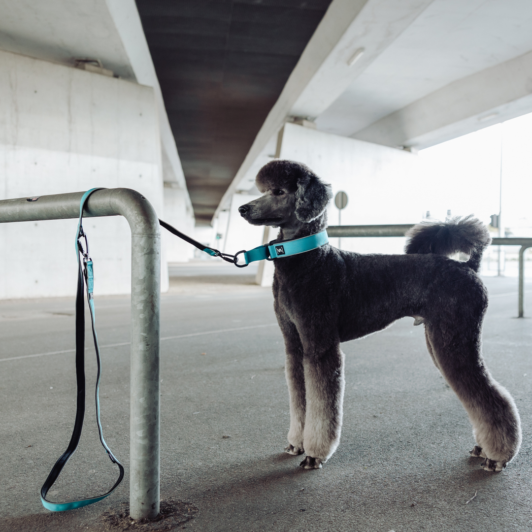 Leichte Hundeleine mit Reflextionsstreifen und Sicherheitskarabiner in Türkis: 3-fach verstellbar - Easy Go Edition